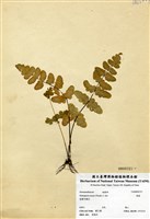 藏品(栗蕨)的圖片